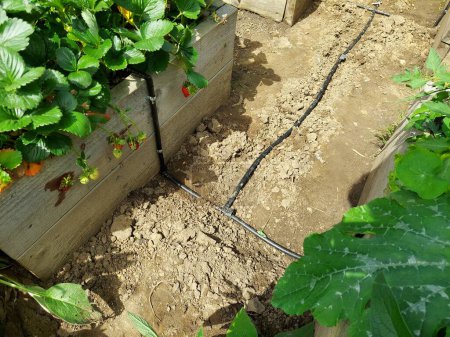 Photo for Install drip irrigation system in raised beds with strawberry fruits in the bed. automatic irrigation system. - Royalty Free Image