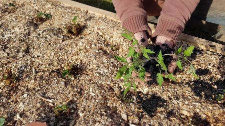 Téléchargez les photos : Biochar dans le potager. utilisant du charbon de bois par un jardinier tenant une plante pour fertiliser. - en image libre de droit