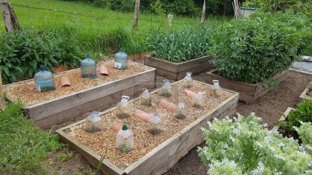 protect vegetable garden with plastic bottles in raised wooden beds. young crops growing with mulch.