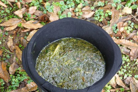 Photo for Fermenting nettle manure with leaves in a canister in the vegetable garden - Royalty Free Image