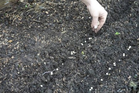 Téléchargez les photos : Les mains du jardinier plantant des pois dans un potager urbain sur un sol fertile, des graines de pois ou de légumineuses - en image libre de droit