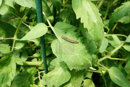 Photo for Caterpillar larva attacks tomato crop. tomato caterpillar eating leaves. - Royalty Free Image