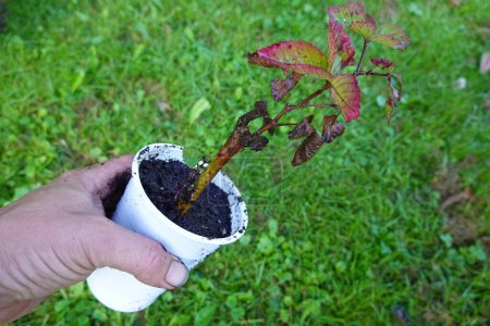 Photo for Blackberry cutting in the garden. man holds rooted branches of blackberry reproduced by cutting - Royalty Free Image