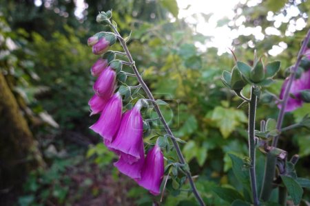 Téléchargez les photos : Fleur de gant de renard sauvage. Digitalis purpurea dans la forêt pleine de fleurs violettes. dedalera - en image libre de droit