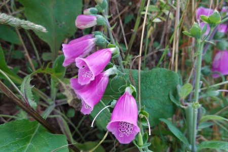 Téléchargez les photos : Fleur de gant de renard sauvage. Digitalis purpurea dans la forêt pleine de fleurs violettes. dedalera - en image libre de droit