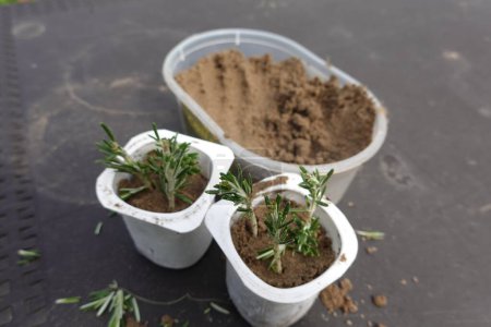 using sand to make rosemary cuttings at home. how to propagate rosemary by branches