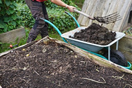 Photo for Man picks up fresh cow manure from wheelbarrow to fertilize vegetable garden soil - Royalty Free Image