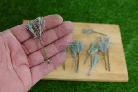 lavender branch with roots, lavender cuttings propagated by branches .man holding lavender branch