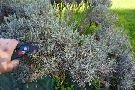 Photo for Man pruning lavender bush with hand pruning shears, trimming flowers - Royalty Free Image