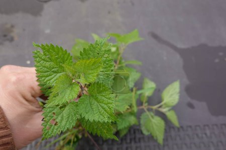 Photo for Nettle leaves for medicinal use, collect nettle to cure - Royalty Free Image
