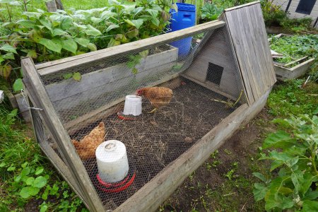 portable chicken coop on a raised bed in the vegetable garden. chicken tractor cleaning the vegetable garden.
