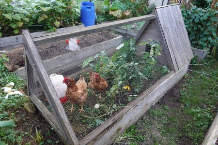 Hühner fressen Ernterückstände in einem Holzhochbeet. tragbarer Hühnerstall im Gemüsegarten.