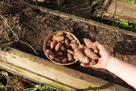 man hand holds jerusalem artichoke to grow in vegetable garden. planting sunroot on raised bed