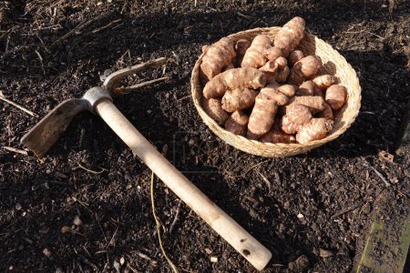 Téléchargez les photos : Détail de culture de racines de tournesol. houe pour planter des topinambours dans le potager. - en image libre de droit