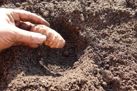 Foto de Hombre plantando bulbo de raíz solar. siembra de alcachofa jerusalem en huerta - Imagen libre de derechos