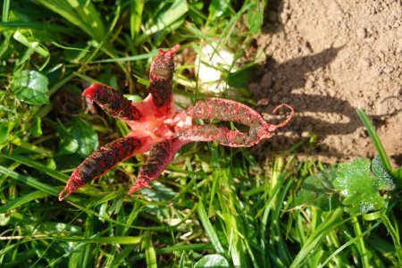 Photo for Devil's finger fungus open in the garden. octopus stinkhorn or Clathrus archeri toxic fungus invasion - Royalty Free Image