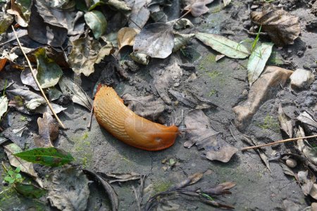 Photo for Brown slug running across the garden floor - Royalty Free Image