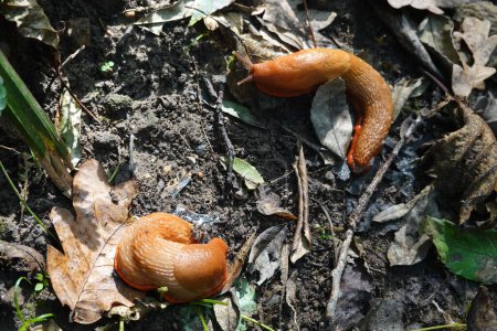 Photo for Couple of slugs in the garden. brown slug on forest leaves. - Royalty Free Image