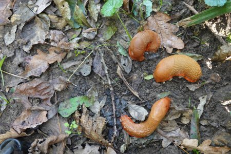 Photo for Giant slugs on forest floor, three brown slugs invasion of pests - Royalty Free Image