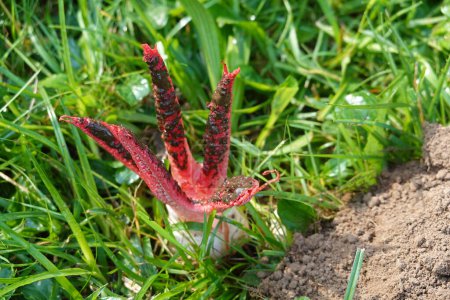 Photo for Devil's finger fungus growing in the garden. octopus stinkhorn or Clathrus archeri toxic fungus - Royalty Free Image