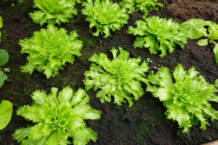 Photo for Cultivation of endive in the greenhouse. growing escarole for harvesting in organic soil - Royalty Free Image