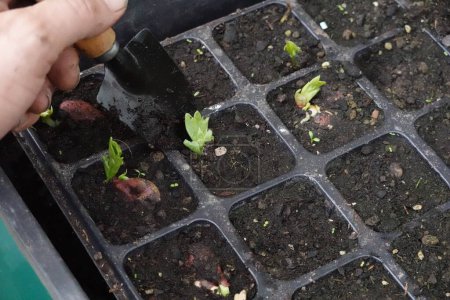 jardinero sacando joven planta de frijol ancho creciendo en semillero