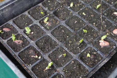 may broad beans germinating in the seedbed. broad bean cultivation in the vegetable garden