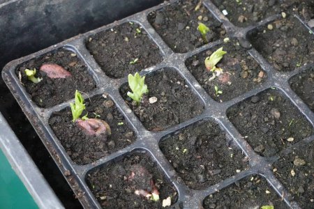 broad bean sprouts germinating in the seedbed. detail of broad bean in hot bed.