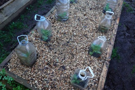 Téléchargez les photos : Lit en bois surélevé avec paillis de copeaux de bois et bouteilles en plastique pour protéger les jeunes plantes - en image libre de droit