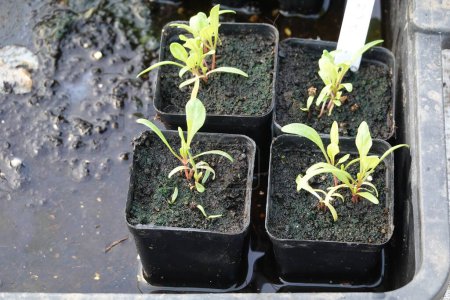 chard seedlings in pots. young chard plants growing in seedbeds.