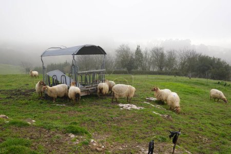 sheep in asturian countryside eating grass outdoors. cloudy morning with sheep and wool cattle.