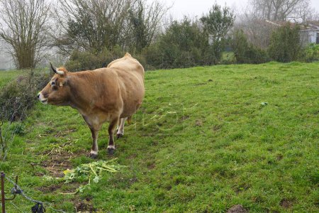 asturian cow in meadow eating grass, brown beef cow grazing