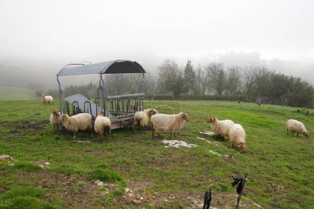 Schafherde auf der asturischen Weide frisst Gras auf dem Feld, Schafe lose in der spanischen Landschaft