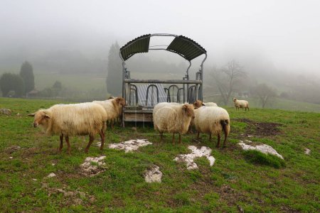 Schafherde auf der asturischen Weide. Schafe mit Wolle zum Scheren, spanische Rinder auf dem Feld.