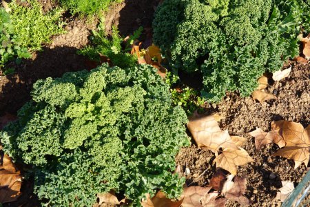 kale leaves in the vegetable garden. kale cultivation in organic vegetable garden. healthy food.