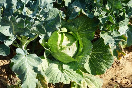 cabbage growing in the vegetable garden. cabbage ready to harvest together with broccoli.
