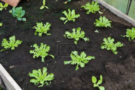 young escarole plants planted in fertile soil. cultivation of endive in the vegetable garden