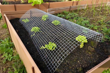 protective mesh against birds for cultivation of lettuce with protection against birds.