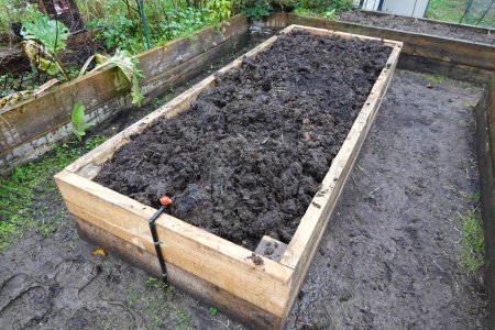 raised wooden bed with cured cow manure to fertilize the soil. urban family vegetable garden.