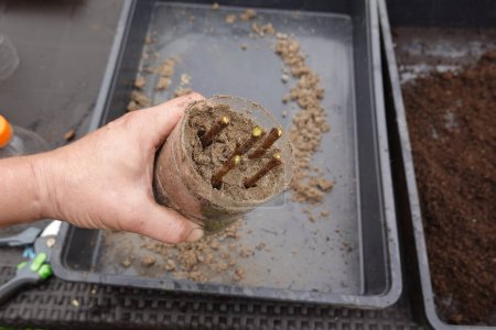 Mann hält Persimmon Stecklinge in Sand gepflanzt, um Wurzelstecklinge zu machen