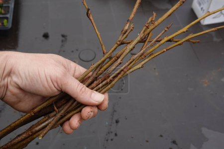 Die Hand des Mannes hält Persimmon-Stöcke zum Schneiden. Kaki-Zweig zur Herstellung von Wurzelstecklingen.