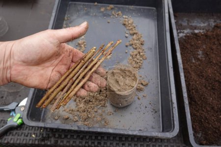 Kaki-Aststäbchen zur Herstellung von Wurzelstecklingen in Sand und Substrat
