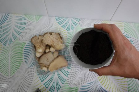 Mann hält Kaffee, um zu Hause Pilze zu vermehren. Austernpilz im Kaffee angebaut