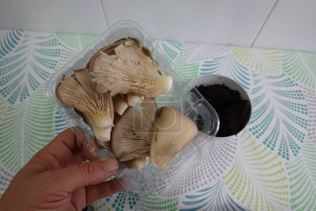 Photo for Man hand holds oyster mushrooms to grow them in coffee indoors. mushroom propagation - Royalty Free Image