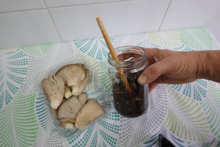 Photo for Mixture of coffee and oyster mushrooms to reproduce them at home in a glass jar. indoor mushroom cultivation - Royalty Free Image