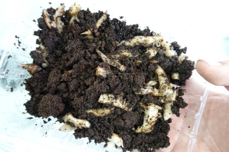 Mischung aus Kaffee und Austernpilzen, um sie zu Hause anzubauen. Hausmittel zur Fortpflanzung von Pilzen