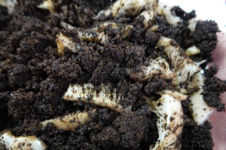 mezcla de café y champiñones de ostra para cultivarlos en casa. remedio casero para reproducir hongos