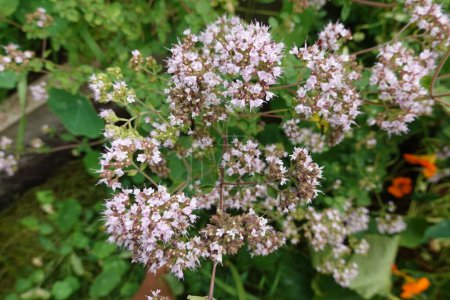 set of wild oregano flowers. Aromatic flowers to attract bees