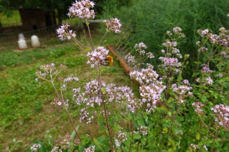 Bienen sammeln Pollen auf Oregano-Blüten. Aromatische Blumen im Garten