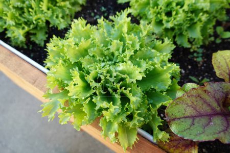 detail of escarole growing in container . urban cultivation table